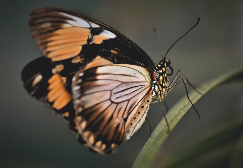 Colorful Butterfly